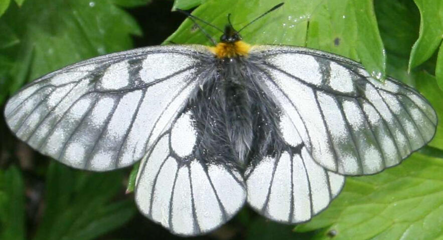 Butterfly wings resemble the Glacial Apollo
