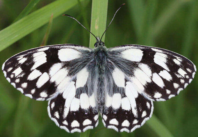 Butterfly wings resemble the Marbled White